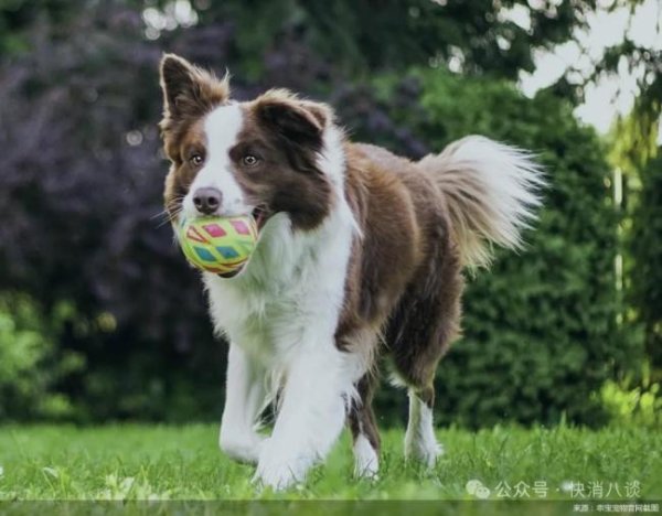 东方优配 宠物企业上半年冰火两重天：自有品牌逆势增长，海外代工模式弊端显现